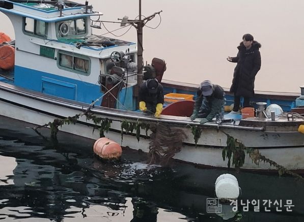 고성군, 대구 인공수정란 방류 시작