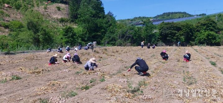합천군 쌍백면사무소, 농번기 맞아 농촌일손돕기