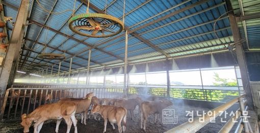 한림면 소재 한우농가가 폭염대비 쿨링장비 가동현황