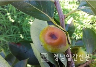 단감 병해충 피해 사진
