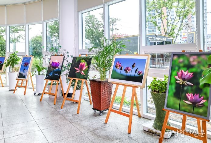 사진가 농초 김종옥, 연꽃 사진전 '因連(인연)' 개최