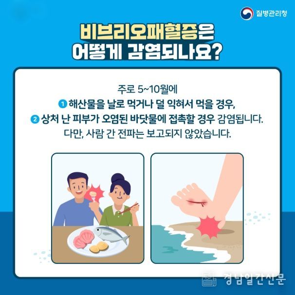비브리오패혈증 카드뉴스