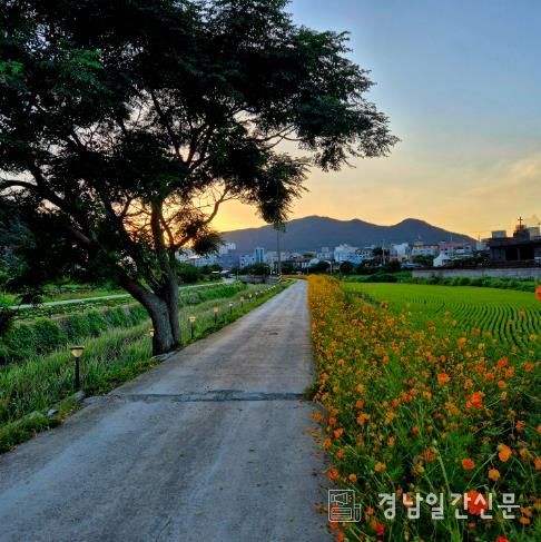 봉남천 황화코스모스 만개 - 주황 물결 장관
