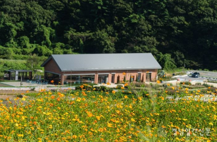 남해군 ‘파라다랑스’코스모스 만개