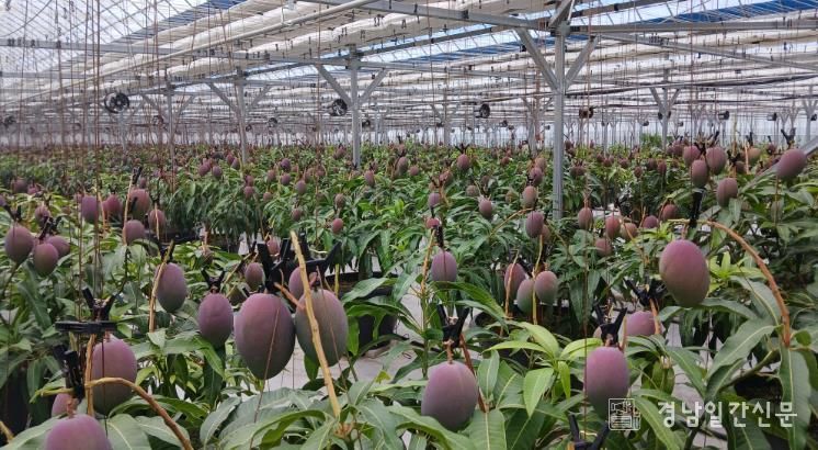 산청군 애플망고 재배 모습