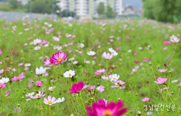 옛 진주역 철길 보행로에 ‘코스모스’ 활짝