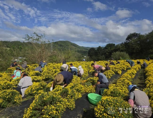 산청지역자활센터, 직접 재배한 국화 수확 나서