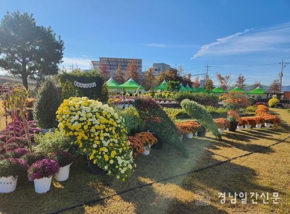 제5회 작은공룡 국화 전시회 10월 31일 개최