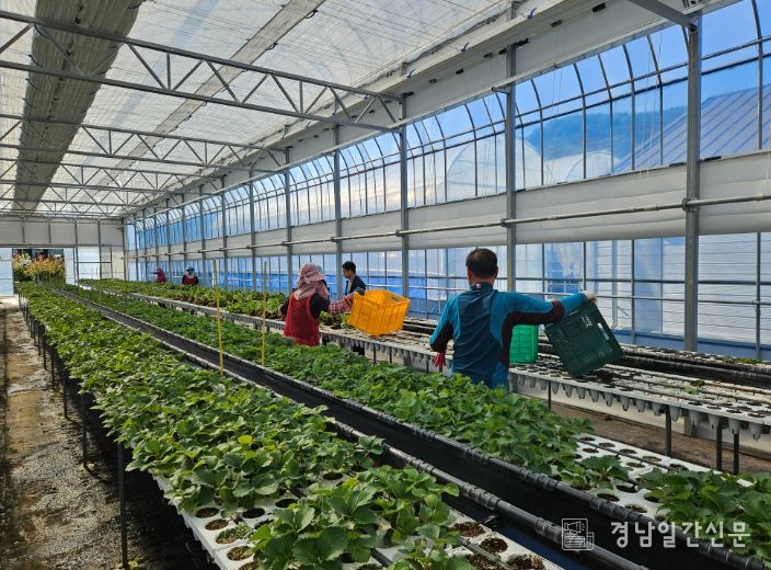 딸기묘 2만 5천 주 긴급 공급