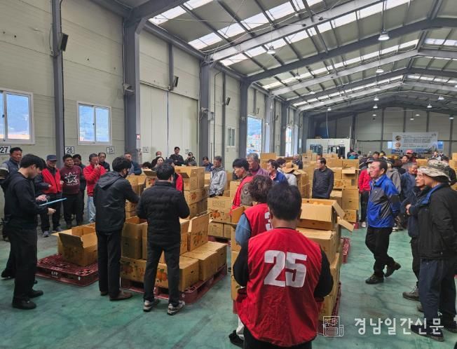 산청군, 곶감 원료감 고종시 경매 실시