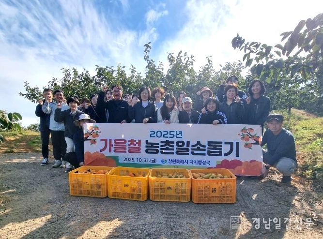 자치행정국 단감 수확 일손돕기