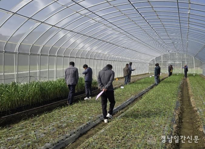 남해마늘연구소 '마늘 우량종구 생산' 박차