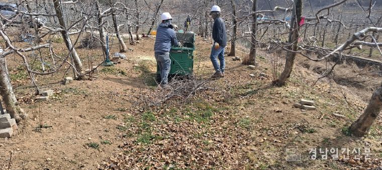 영농부산물 파쇄단이 영농부산물 파쇄 작업을 하고 있다