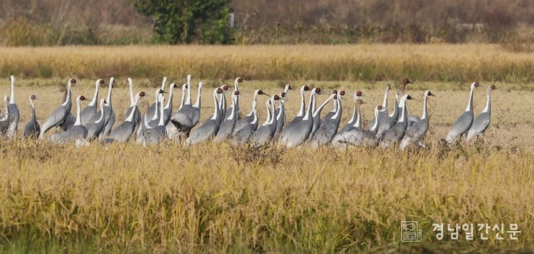 주남저수지를 방문한 재두루미
