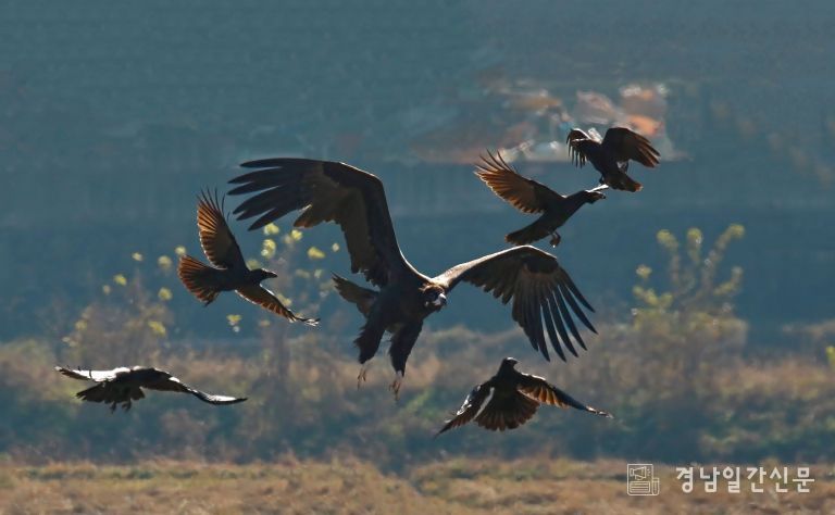 김해시, 겨울철새 먹이주기로 화포천습지 보전 강화-독수리
