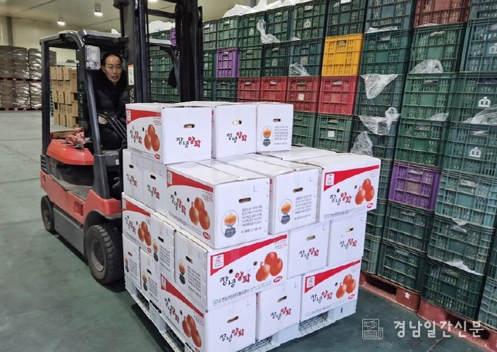 창녕 양파를 차량에 옮기는 모습