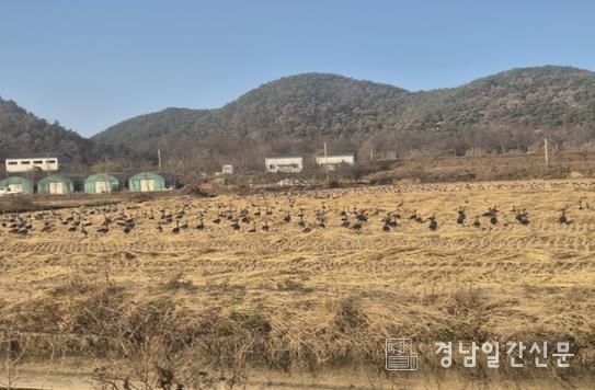 화포천 인근 철새 도래