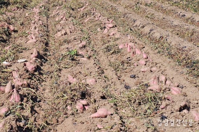 가공용 고구마 '다원미'