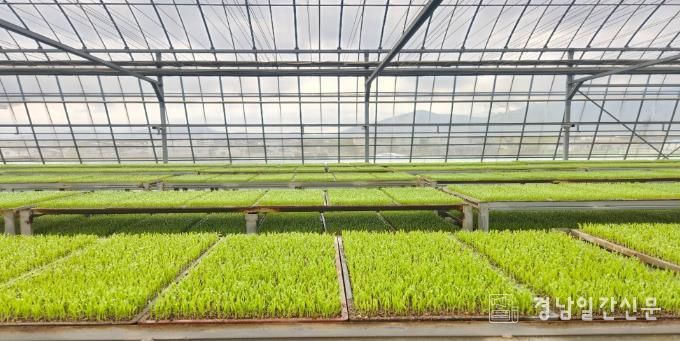 남해군, 2026년 벼 육묘분야 보조사업 신청·접수-상자모 사진