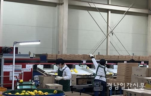 선별장 작업사진