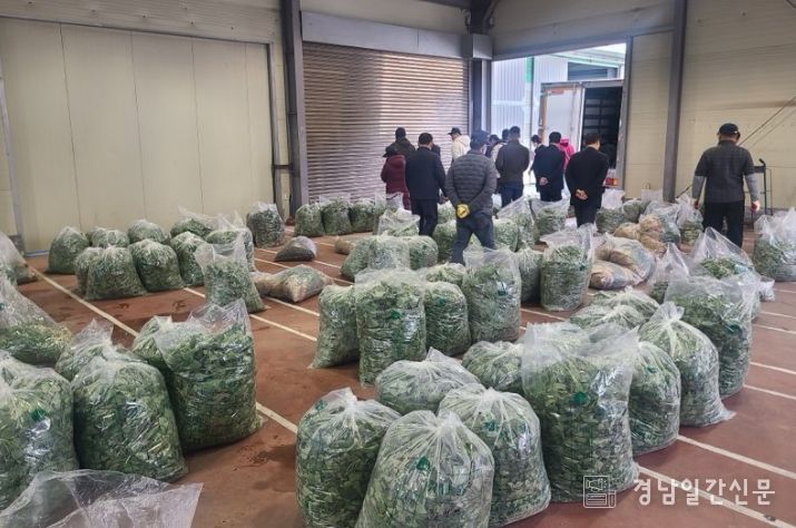 고성군, 봄 향기 가득한 제철 취나물 본격 출하