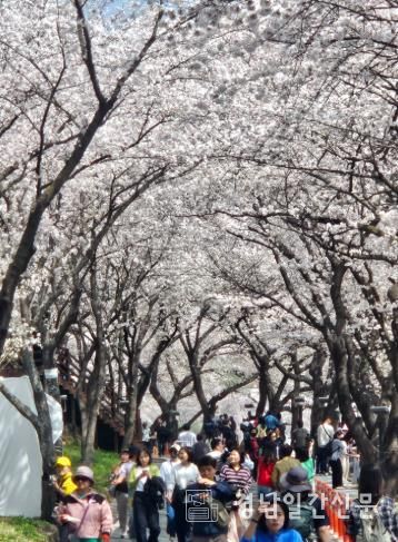 “봄을 부른 하동”..화개장터 벚꽃축제, 8만 8천여 명 발길