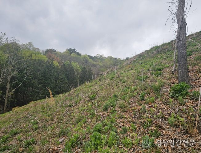 진주시,‘2026년 조림·숲가꾸기 사업’