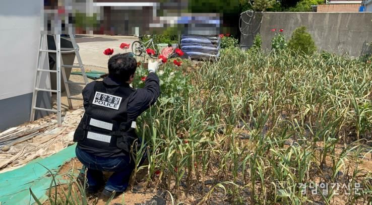 사천해경, 양귀비 불법 재배 밀경작 적발 중인 모습