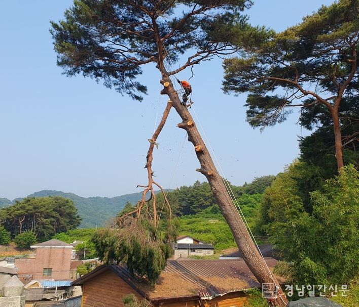 산청군 재해예방 벌채사업 모습