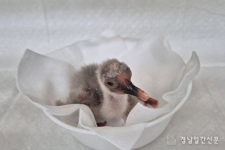 4월 7일 첫 부화한 새끼 따오기