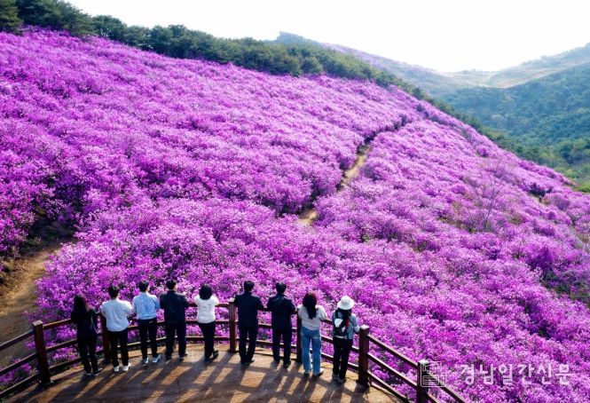 전망대에서 바라본 만개한 화왕산 진달래 군락지